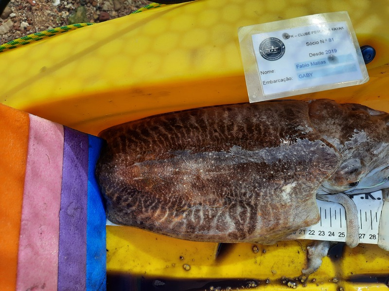 Fish Measure Picture