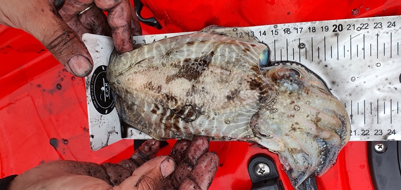 Fish Measure Picture