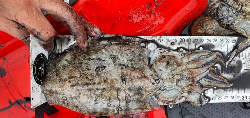 Fish Measure Picture