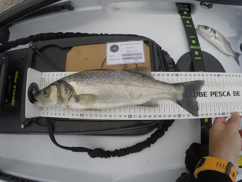 Fish Measure Picture
