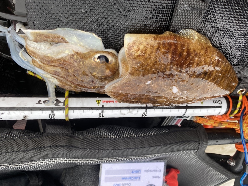 Fish Measure Picture