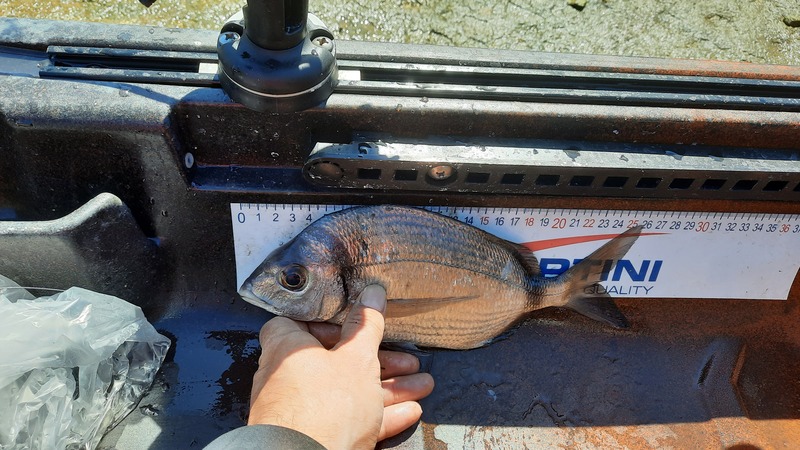 Fish Measure Picture
