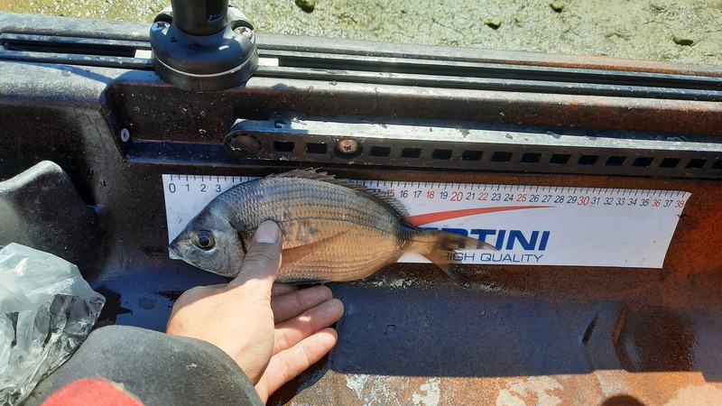 Fish Measure Picture