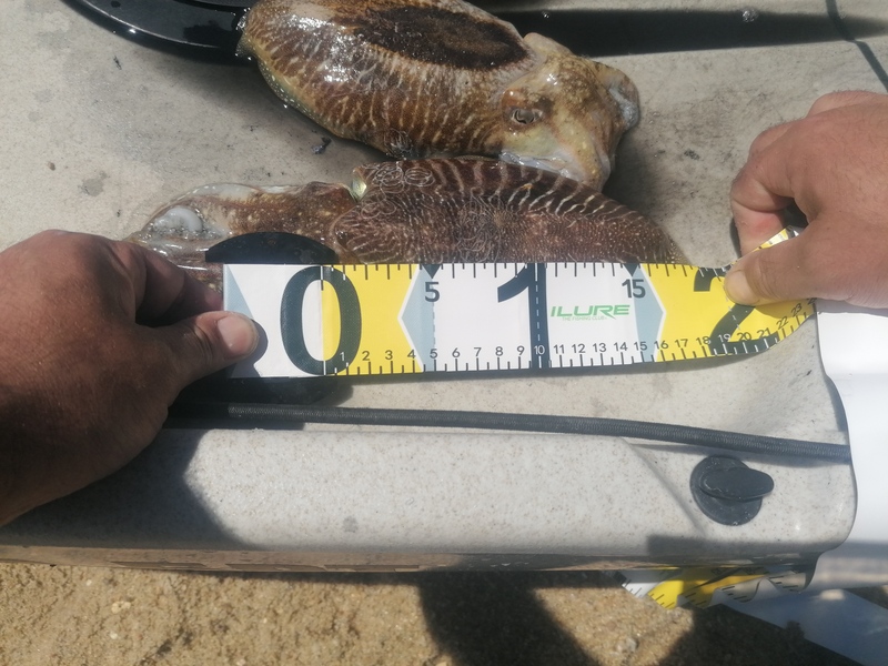 Fish Measure Picture
