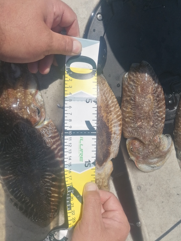 Fish Measure Picture