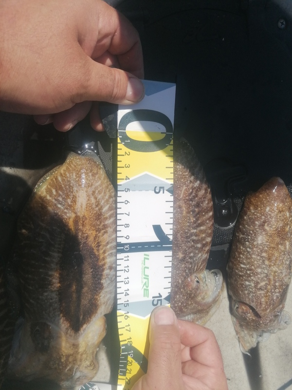 Fish Measure Picture
