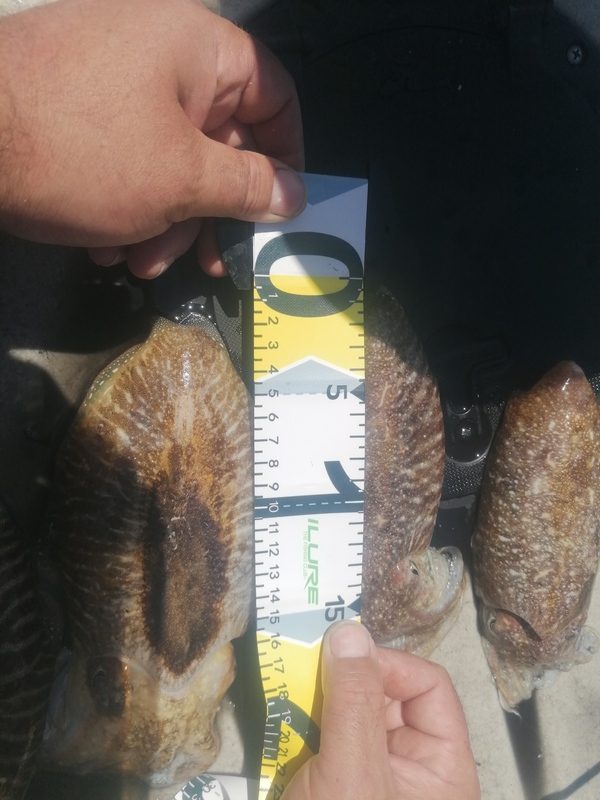 Fish Measure Picture