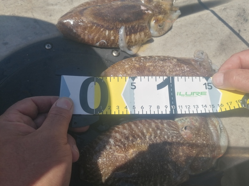 Fish Measure Picture