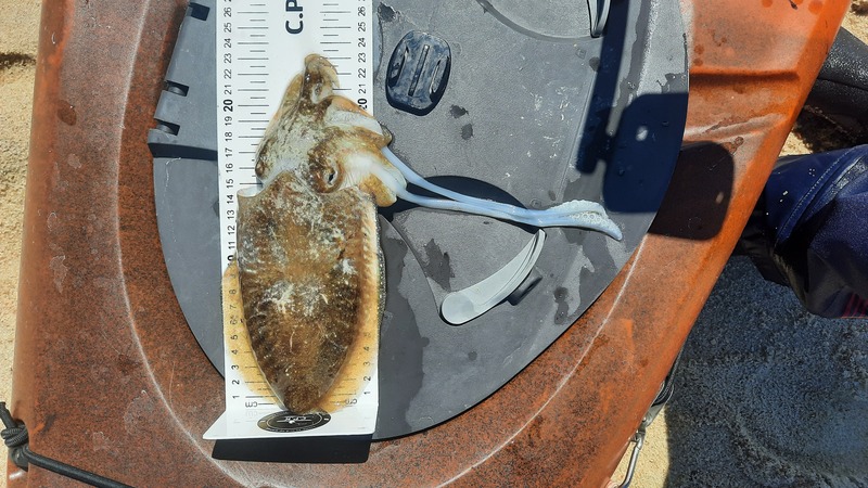 Fish Measure Picture