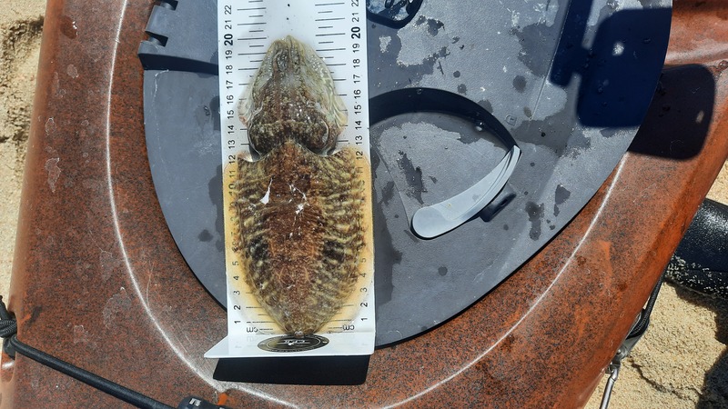 Fish Measure Picture