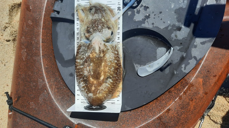 Fish Measure Picture