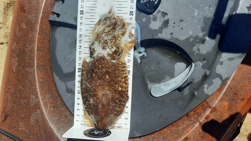 Fish Measure Picture
