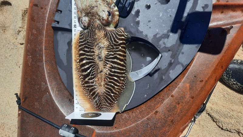 Fish Measure Picture