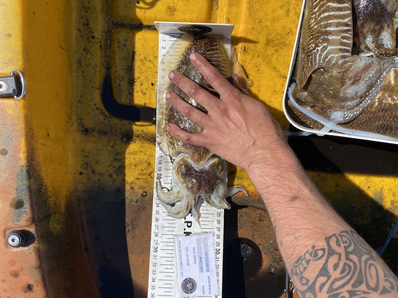 Fish Measure Picture