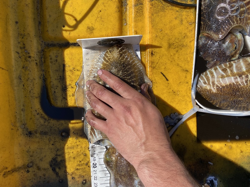 Fish Measure Picture