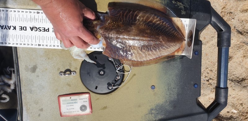 Fish Measure Picture