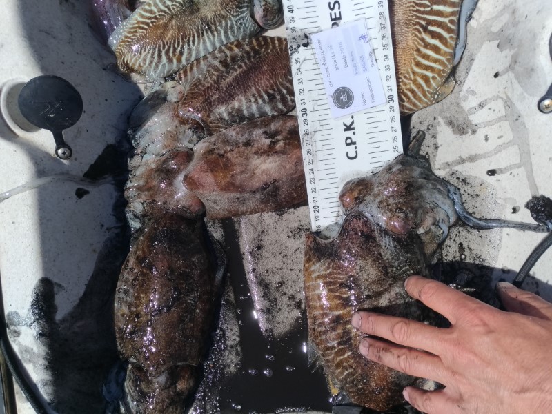 Fish Measure Picture