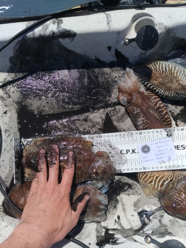 Fish Measure Picture
