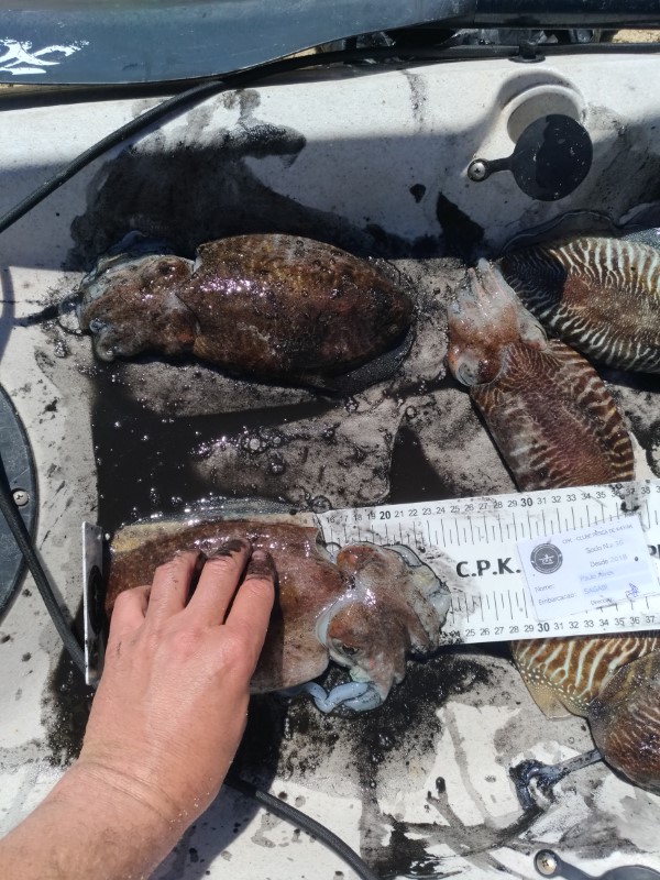 Fish Measure Picture
