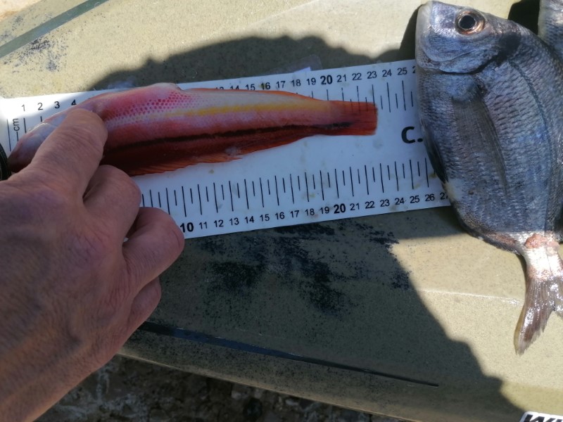 Fish Measure Picture