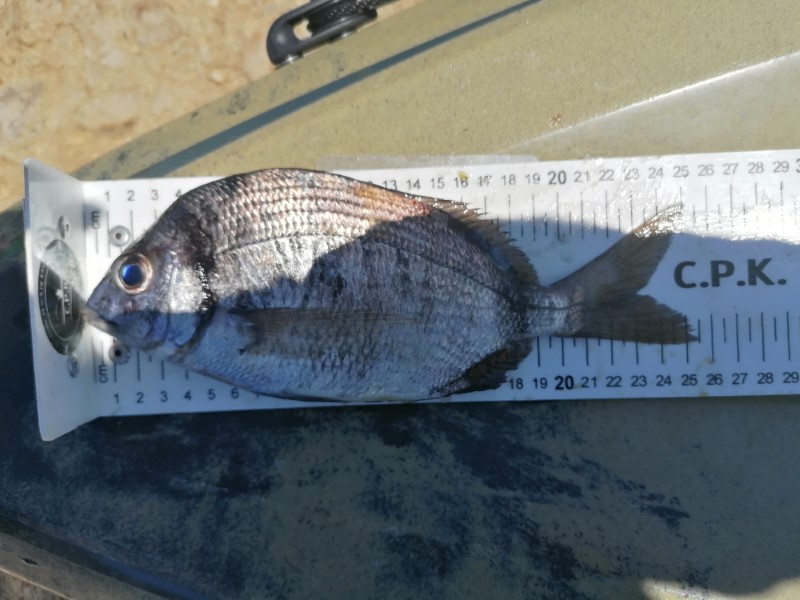 Fish Measure Picture