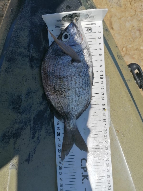 Fish Measure Picture