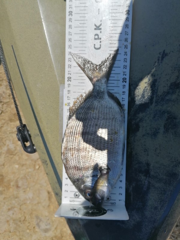 Fish Measure Picture