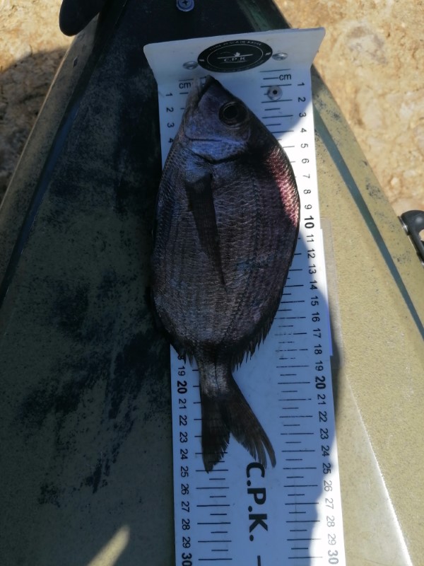 Fish Measure Picture