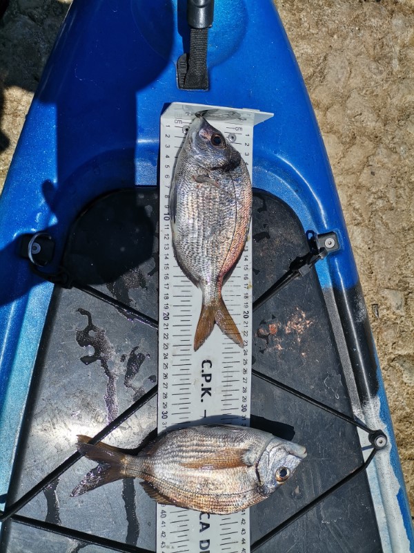 Fish Measure Picture