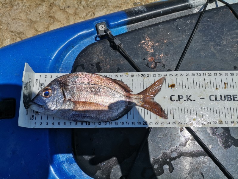 Fish Measure Picture