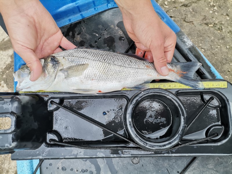 Fish Measure Picture