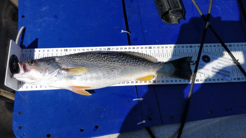Fish Measure Picture
