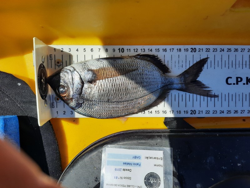 Fish Measure Picture