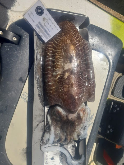 Fish Measure Picture