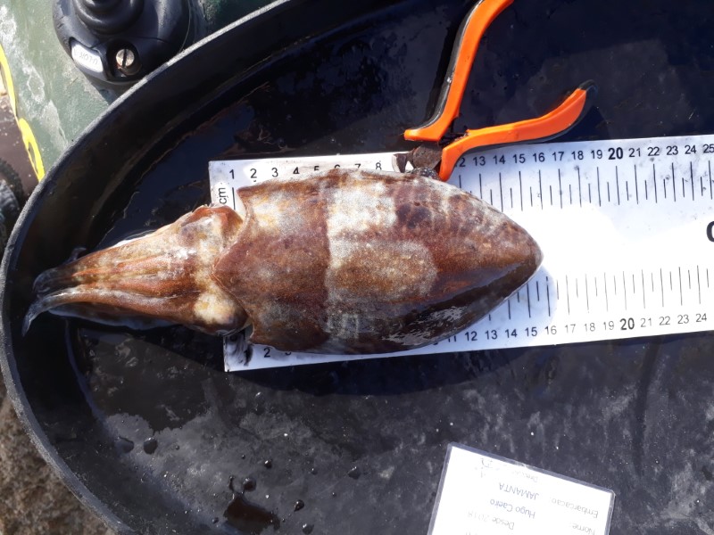 Fish Measure Picture