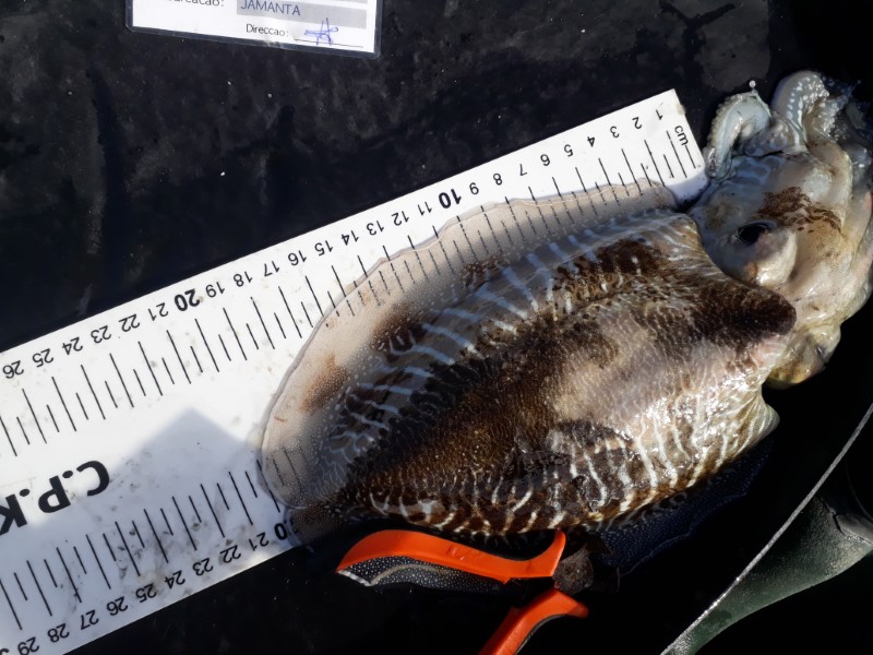 Fish Measure Picture