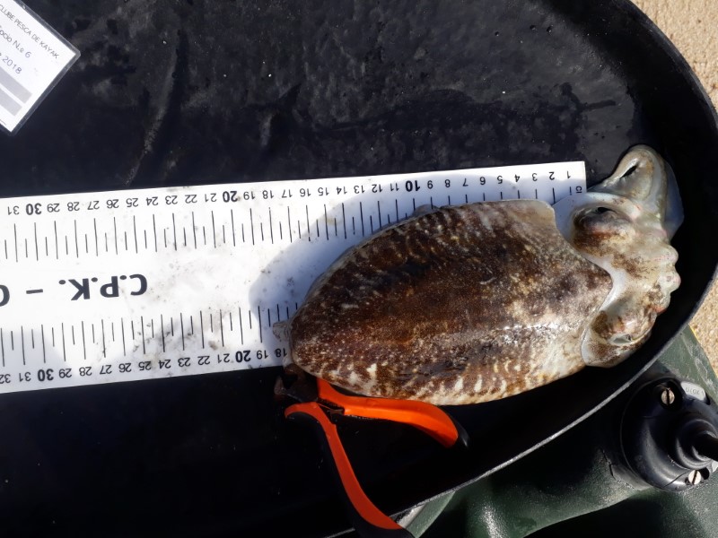 Fish Measure Picture