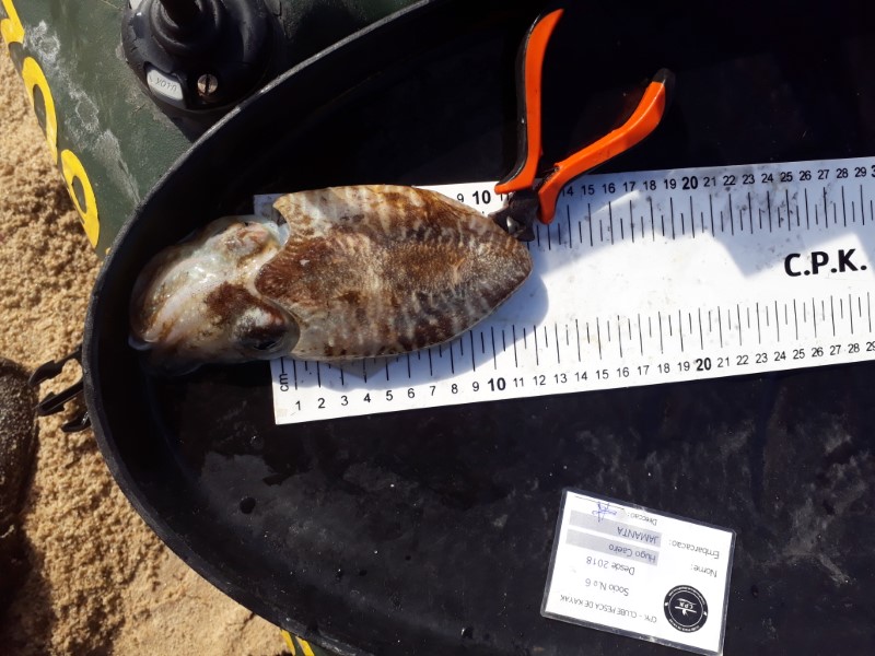 Fish Measure Picture