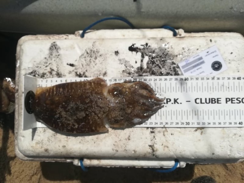 Fish Measure Picture