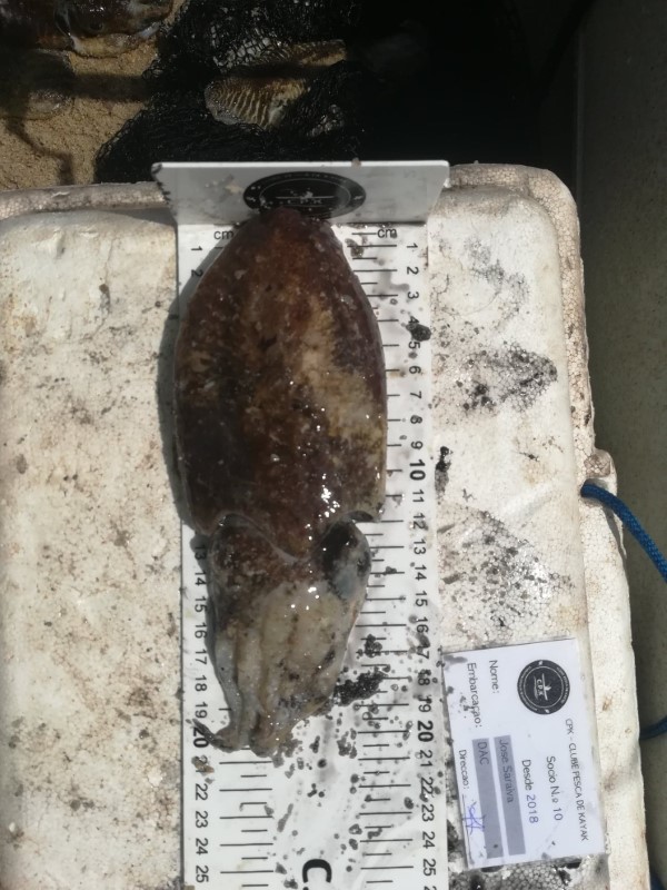Fish Measure Picture