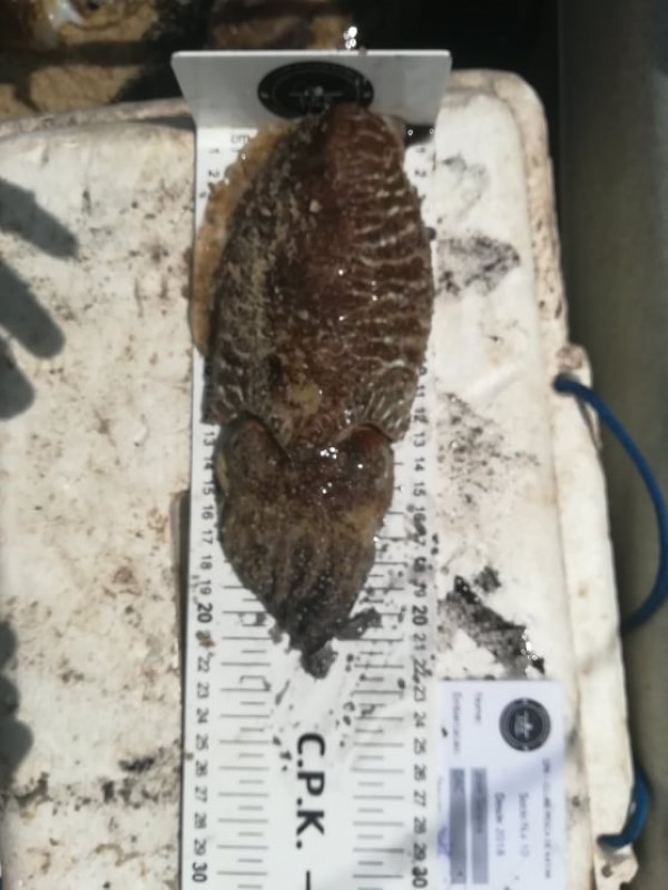 Fish Measure Picture