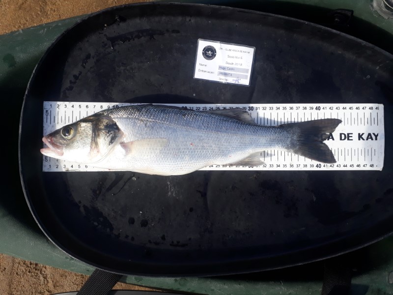 Fish Measure Picture