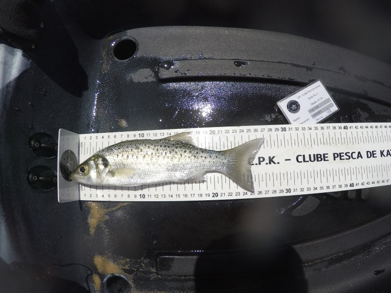 Fish Measure Picture
