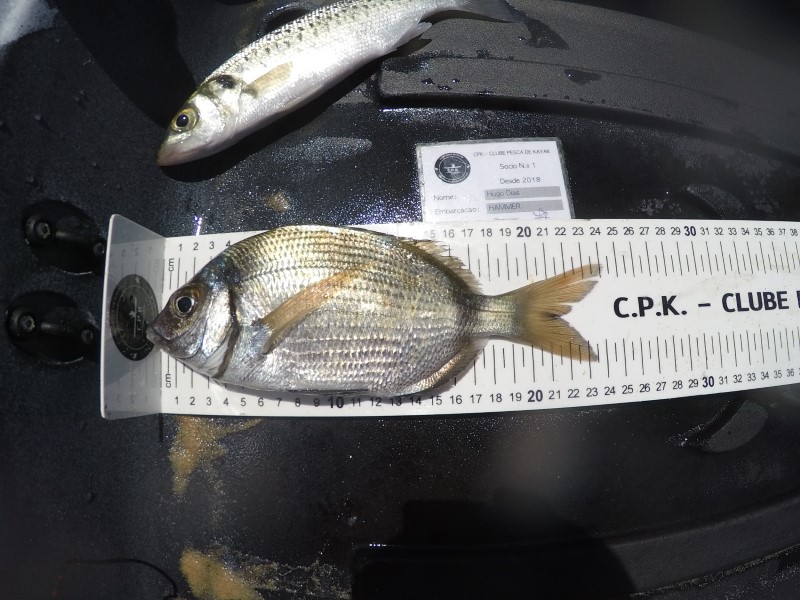 Fish Measure Picture