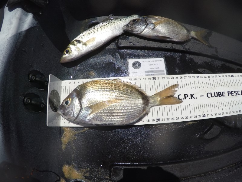 Fish Measure Picture