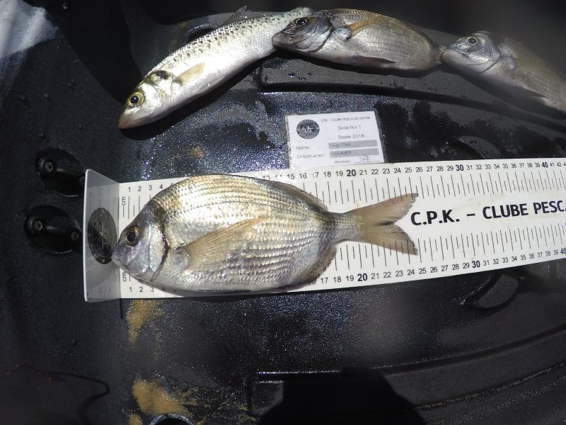 Fish Measure Picture
