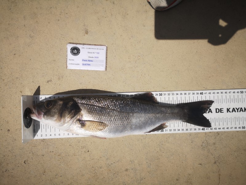 Fish Measure Picture