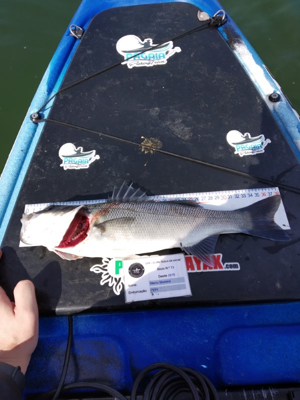 Fish Profile Picture