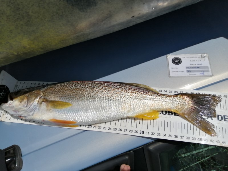 Fish Measure Picture
