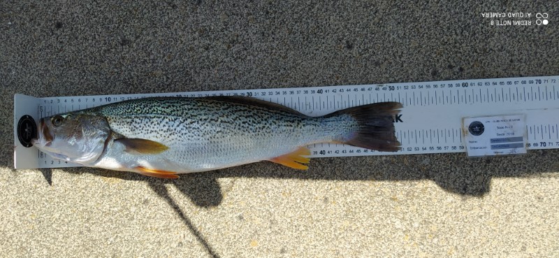 Fish Measure Picture